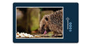 16599 Tierwelt - Igel