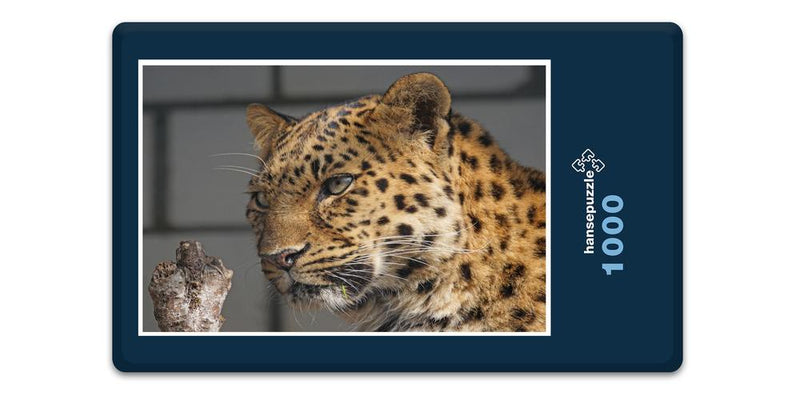 13586 Tierwelt - Leopard