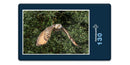 16634 Tierwelt - Eule im Flug