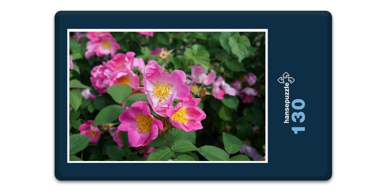 18583 Natur - Hecken-Rose