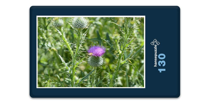 18586 Natur - Distel