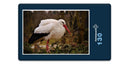 19084 Tierwelt - Storch
