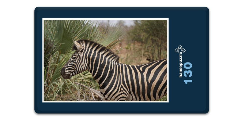 18282 Natur - Zebra