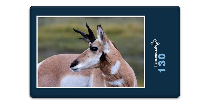 19820 Tierwelt - Antilope