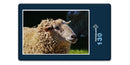 18508 Tierwelt - Schaf