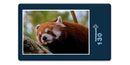 16834 Tierwelt - Roter Panda