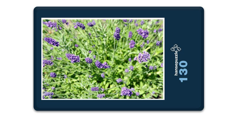 18570 Natur - Lavendel