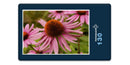 18585 Natur - Echinacea