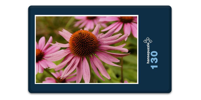 18585 Natur - Echinacea