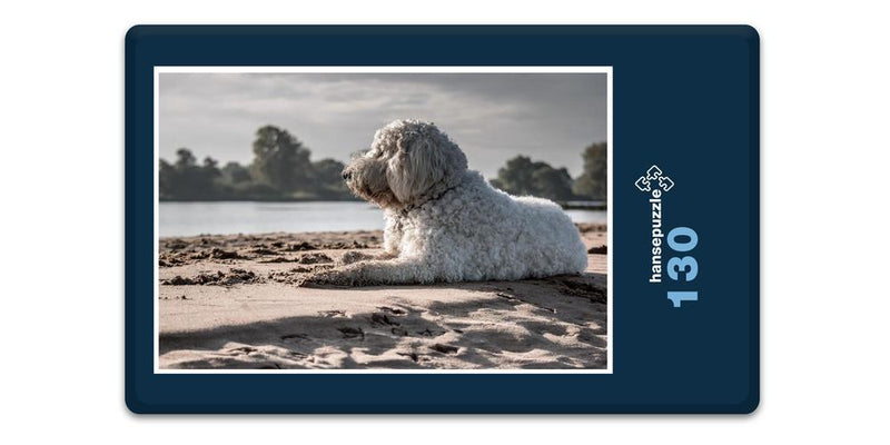 18066 Tierwelt - Hund am Strand