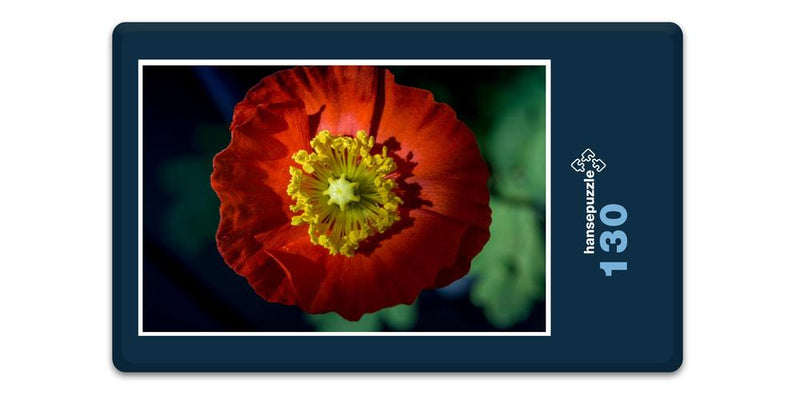 18340 Natur - Island-Mohn