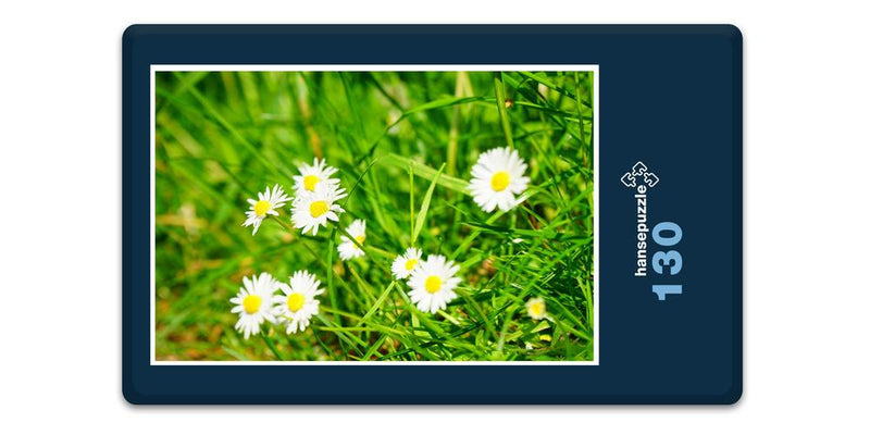 18577 Natur - Blumen-Wiese