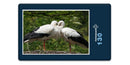 19445 Tierwelt - Storch im Nest