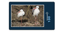 16697 Tierwelt - Storch-Familie