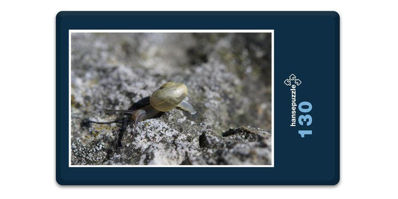 17809 Tierwelt - Schnecke