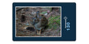 18049 Tierwelt - Wald-Hase