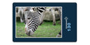 18313 Natur - Zebra