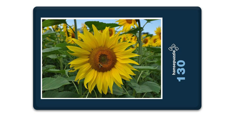 17192 Natur - Sonnenblume