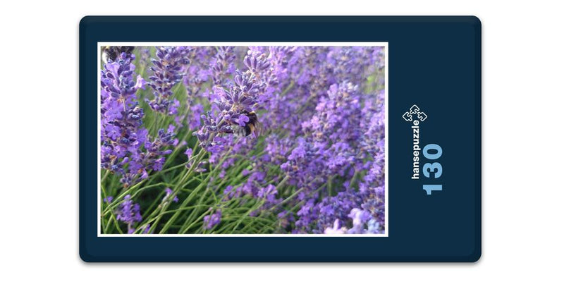 17190 Natur - Hummel im Lavendel