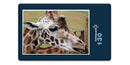 18301 Natur - Giraffe