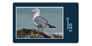 17129 Tierwelt - Möwe