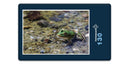 17853 Tierwelt - Frosch im See