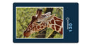 18907 Tierwelt - Giraffe