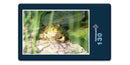 17859 Tierwelt - Frosch am See