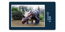 18531 Orte - Styracosaurus