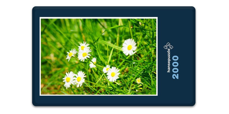 16363 Natur - Blumen-Wiese