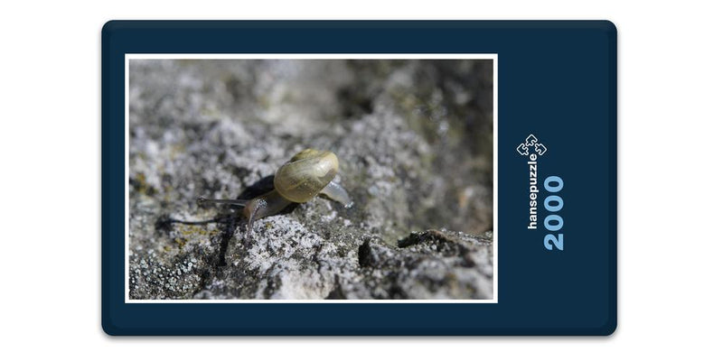 11701 Tierwelt - Schnecke