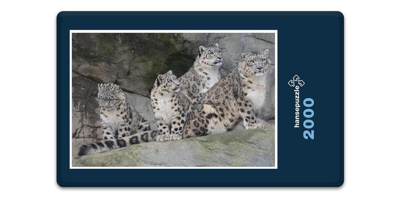 13611 Tierwelt - Leoparden Familie