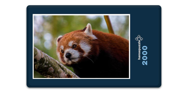 16838 Tierwelt - Roter Panda