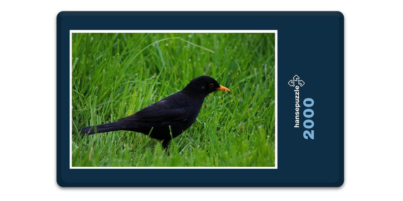 11837 Tierwelt - Vogel im Gras