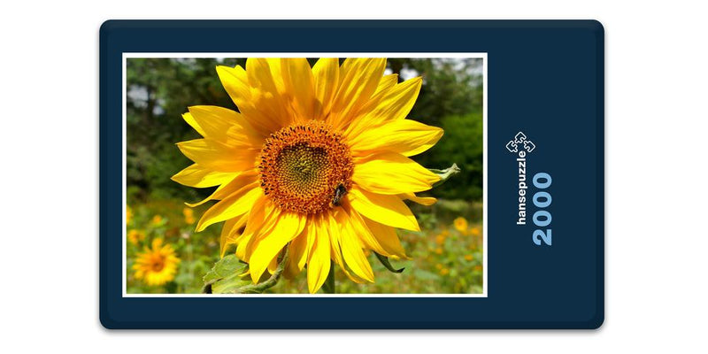 13491 Natur - Sonnenblume