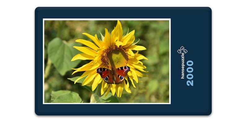 16511 Tierwelt - Schmetterling