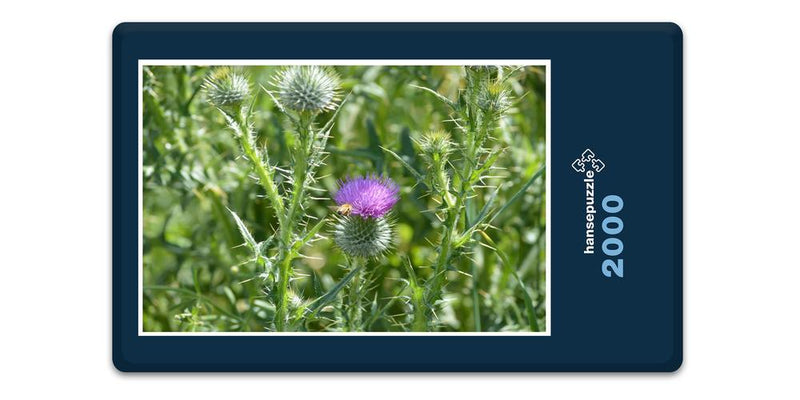 16399 Natur - Distel