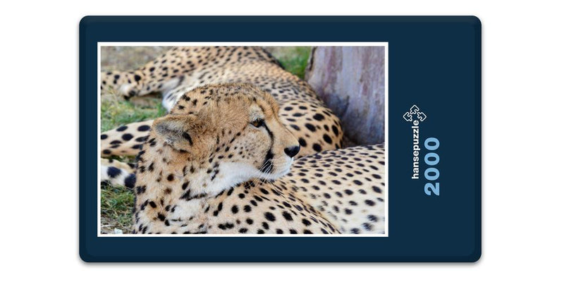 10336 Natur - Leopard