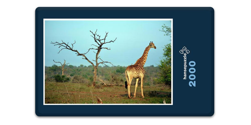 10380 Natur - Giraffe