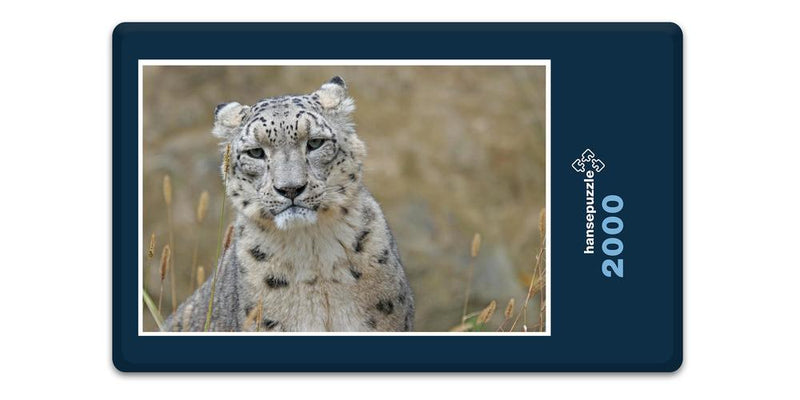 16843 Tierwelt - Schnee-Leopard