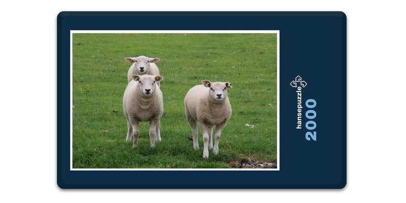 11749 Tierwelt - Schafe auf Weide