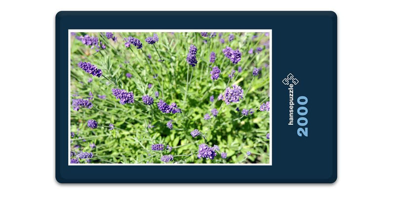 16335 Natur - Lavendel