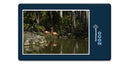 18986 Tierwelt - Flamingos