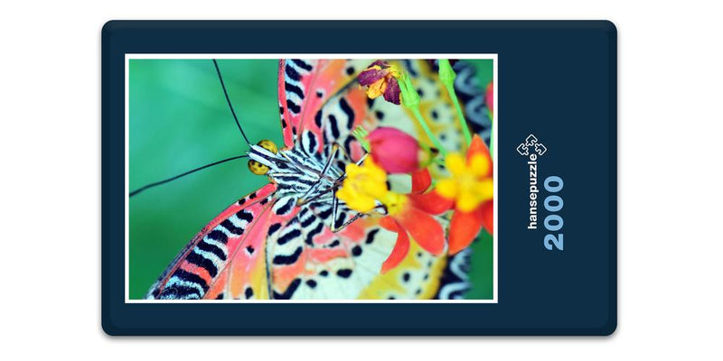 13695 Natur - Schmetterling