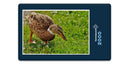 16833 Tierwelt - Ente auf Wiese
