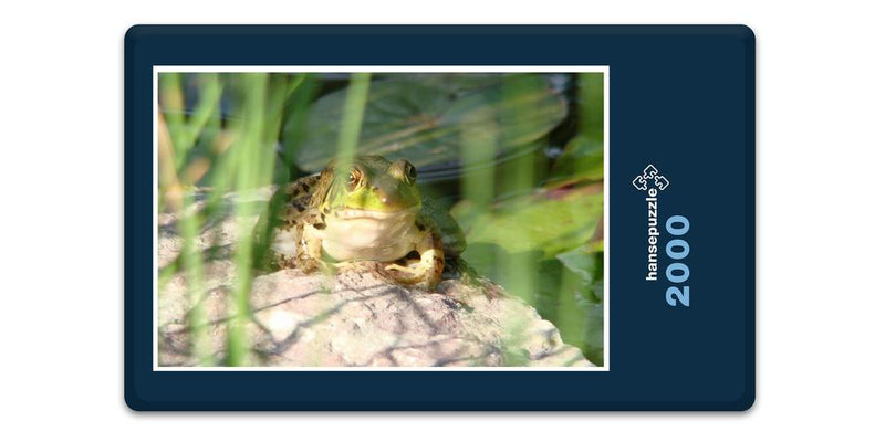 11905 Tierwelt - Frosch am See