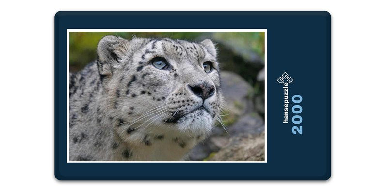 13599 Tierwelt - Schnee-Leopard