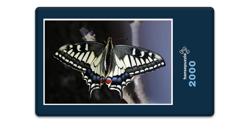 16555 Tierwelt - Schmetterling