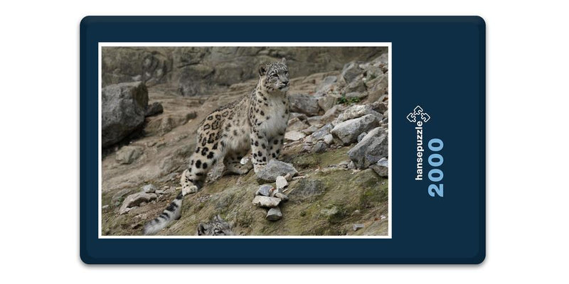 13603 Tierwelt - Schnee-Leopard