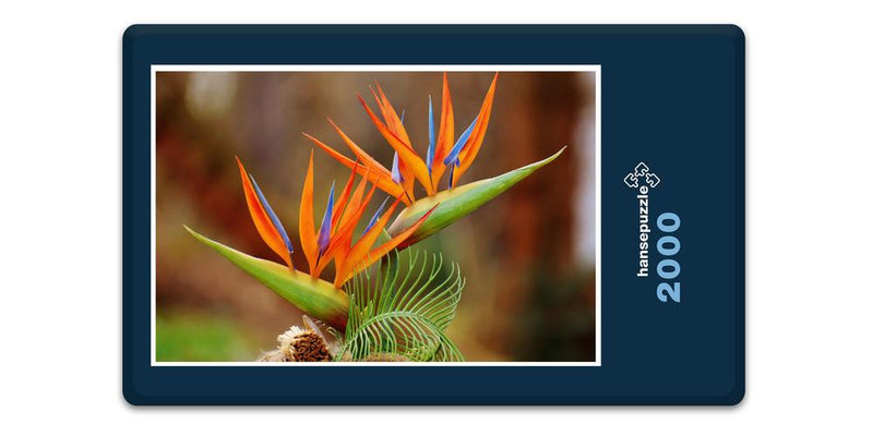 16503 Natur - Bird of Paradise